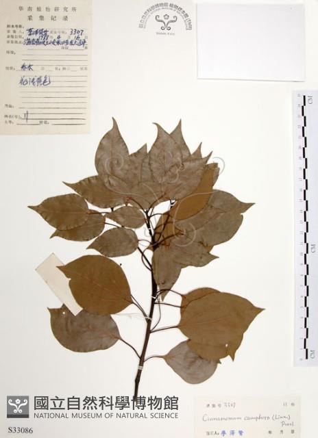 樟樹藏品圖，第1張