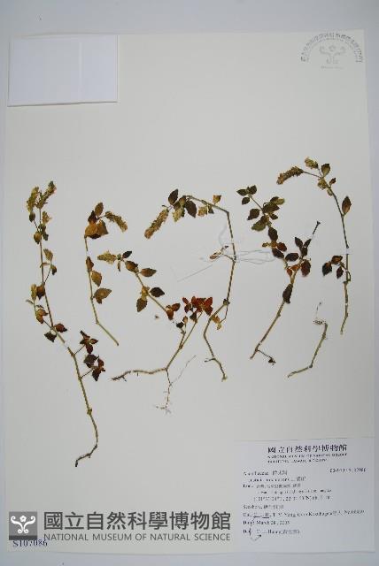 爵床藏品圖，第1張