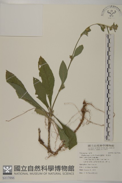 地膽草、毛蓮菜藏品圖，第1張