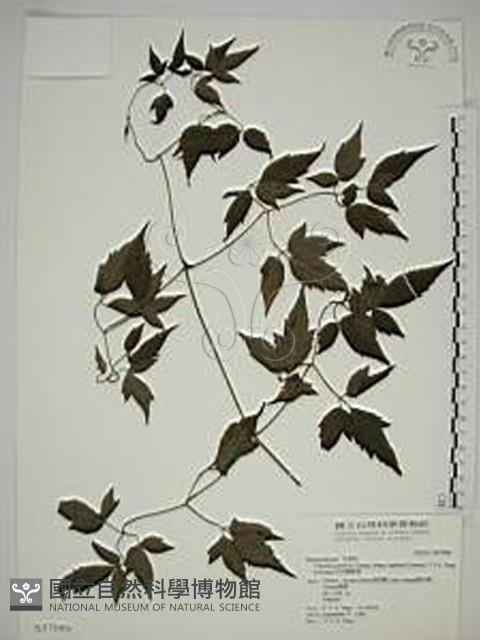 巴氏鐵線蓮藏品圖，第1張