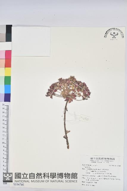 登錄號:S116786藏品圖，第1張