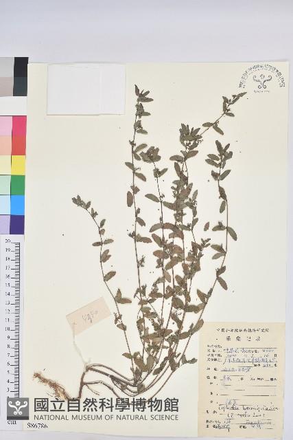 通奶草藏品圖，第1張