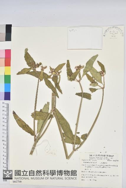 白苞猩猩草藏品圖，第1張