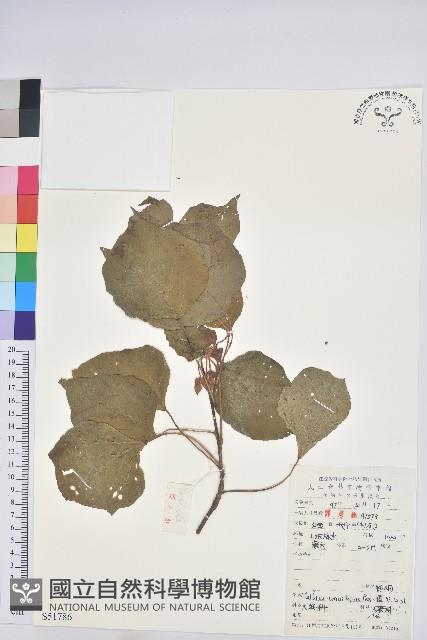 野桐藏品圖，第1張