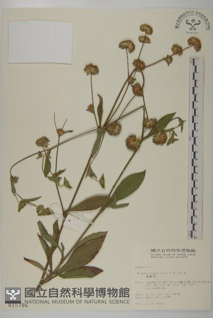 地膽草、毛蓮菜藏品圖，第1張