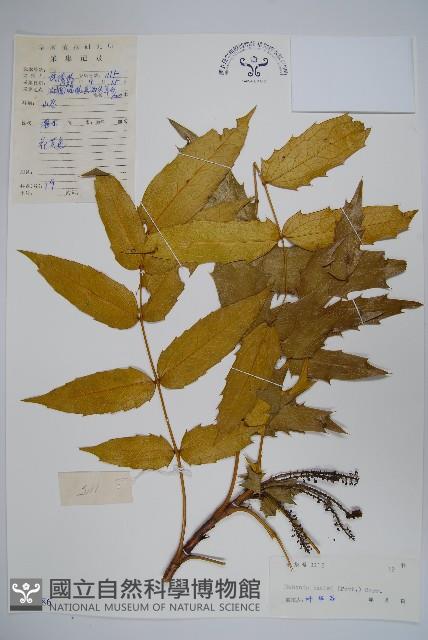 闊葉十大功勞藏品圖，第1張