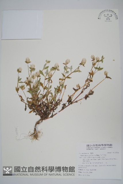 假千日紅藏品圖，第1張