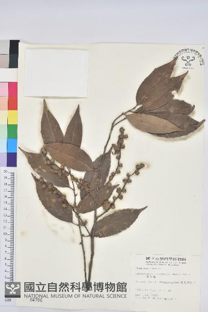 單刺儲藏品圖，第1張