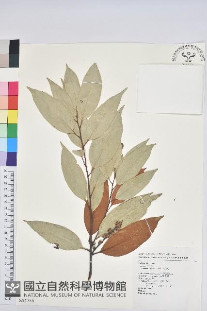 刺栲、鉤栗、火燒柯藏品圖，第1張