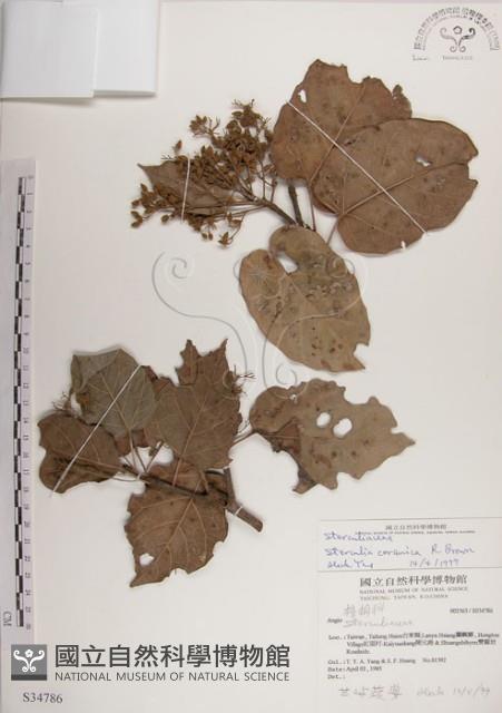 蘭嶼蘋婆藏品圖，第1張