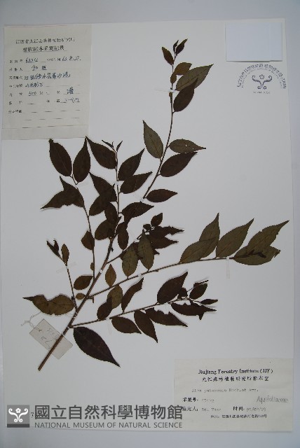 密毛假黃楊藏品圖，第1張