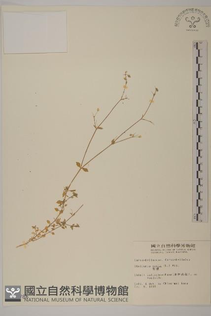 繁縷藏品圖，第1張