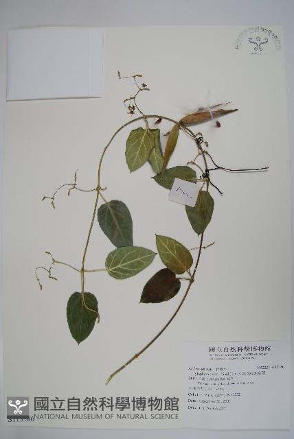 鷗蔓藏品圖，第1張