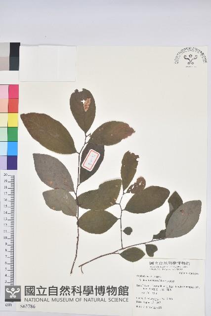 土密樹藏品圖，第1張