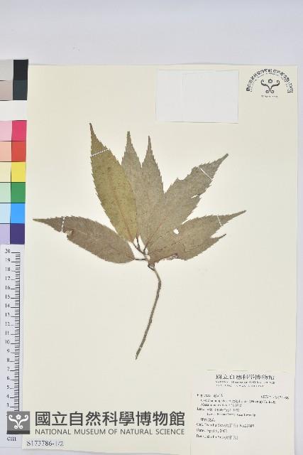 狹葉櫟藏品圖，第1張