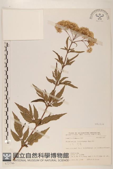 臺灣澤蘭藏品圖，第1張