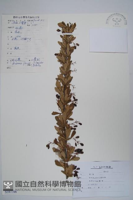 登錄號:S107786藏品圖，第1張