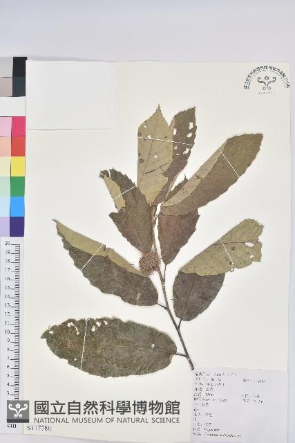 板栗藏品圖，第1張