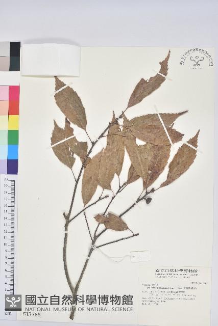 青剛櫟、鐵椆藏品圖，第1張