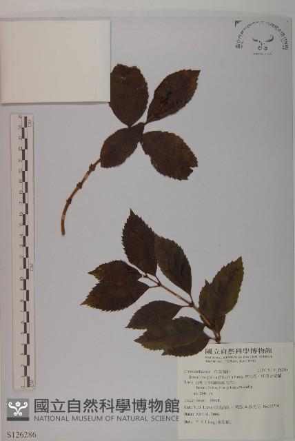 草珊瑚、紅果金粟蘭藏品圖，第1張