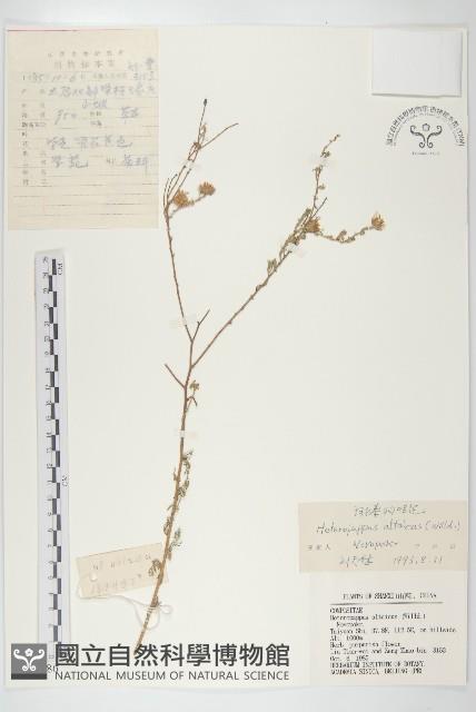 阿爾泰狗哇花藏品圖，第1張