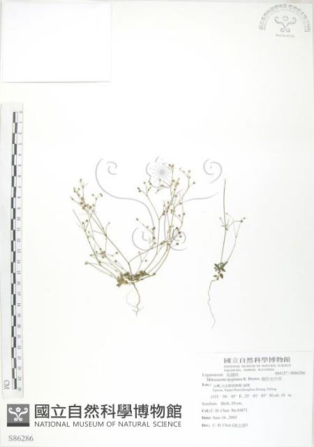 矮形光巾草藏品圖，第1張