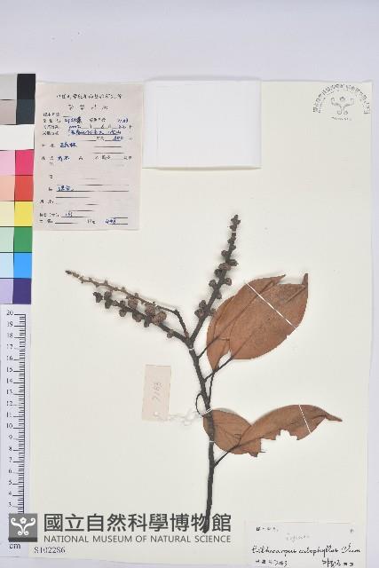 美葉石櫟藏品圖，第1張