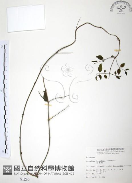 山素英藏品圖，第1張