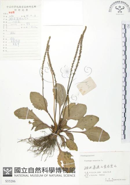 車前草藏品圖，第1張