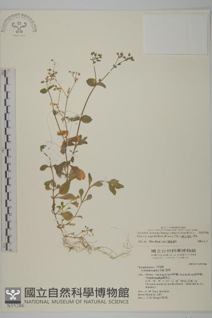 簇生卷耳藏品圖，第1張