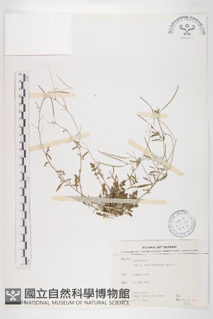 玉山筷子芥藏品圖，第1張