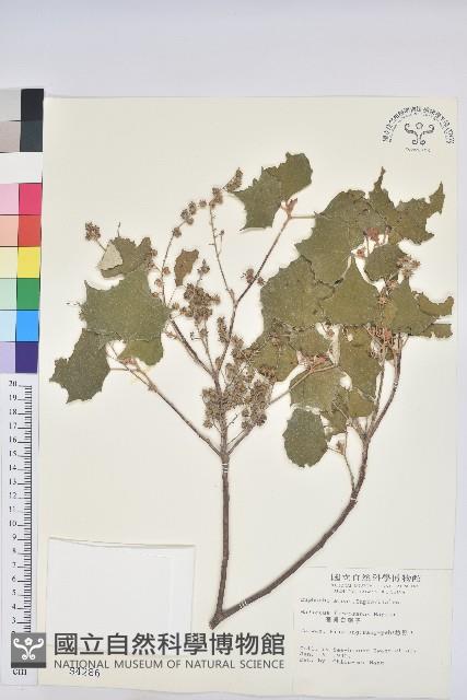 臺灣白匏子藏品圖，第1張