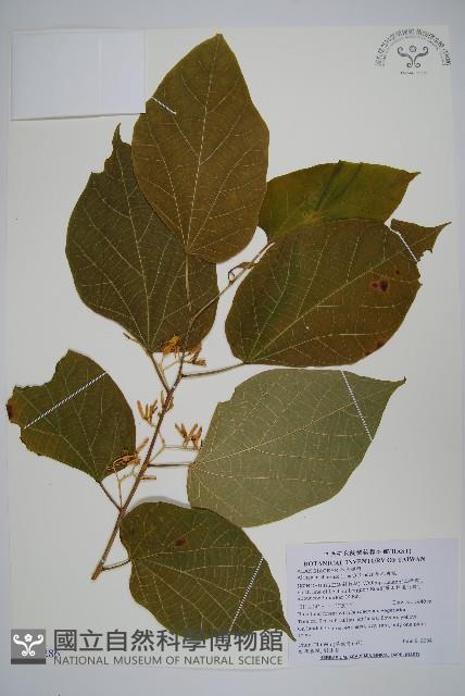 華八角楓藏品圖，第1張