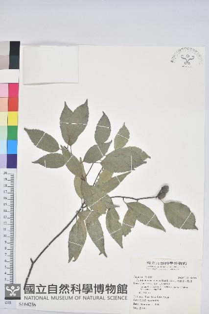 青剛櫟、鐵椆藏品圖，第1張