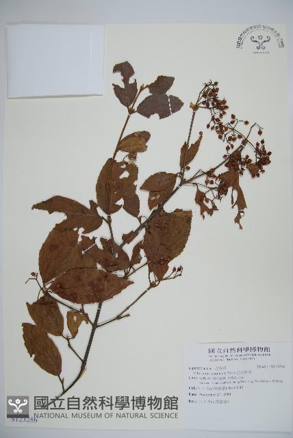 呂宋莢迷藏品圖，第1張