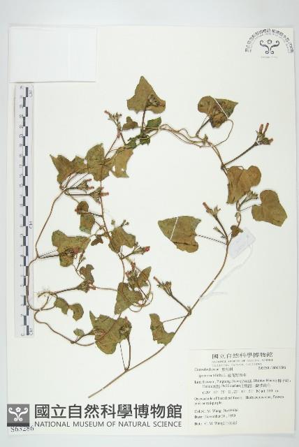 紅花野牽牛藏品圖，第1張