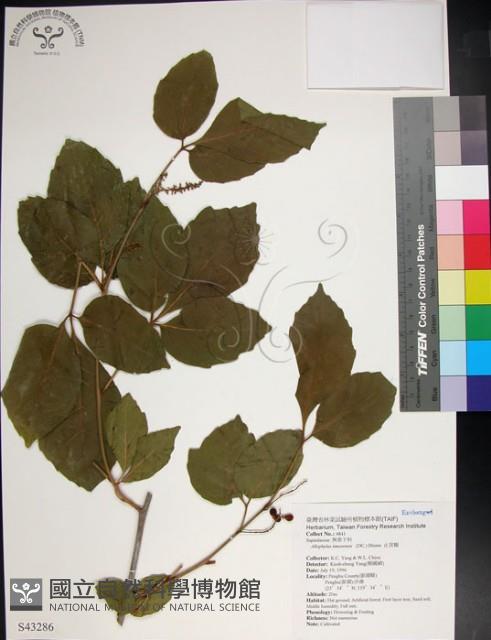 止宮樹藏品圖，第1張