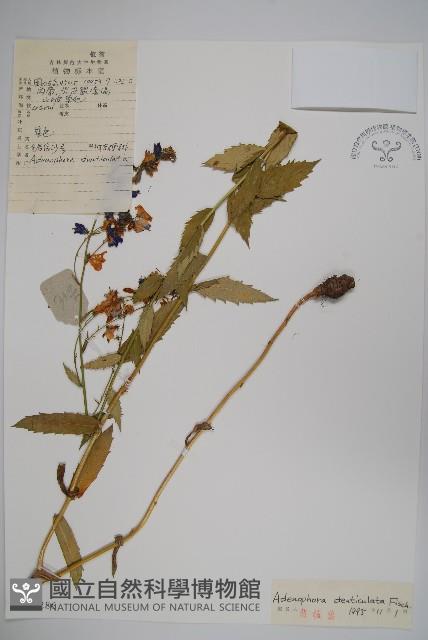 鋸齒沙參藏品圖，第1張