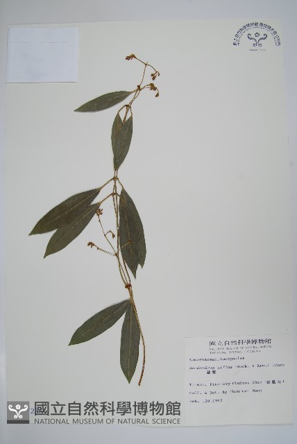 小錦蘭藏品圖，第1張