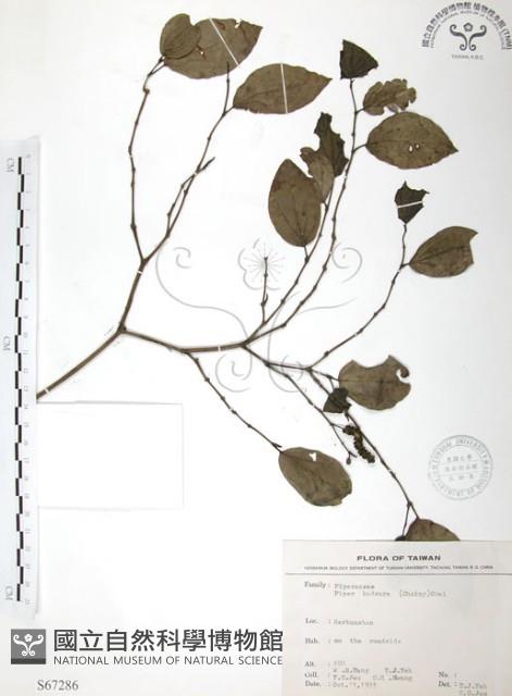 風藤藏品圖，第1張