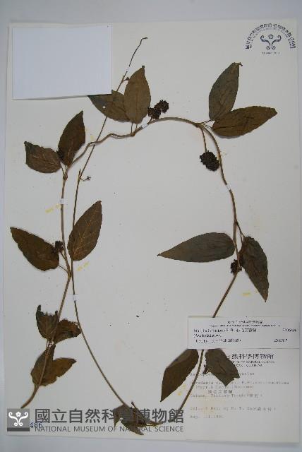 絨毛芙蓉蘭藏品圖，第1張