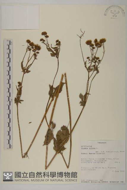 白花鬼針藏品圖，第1張