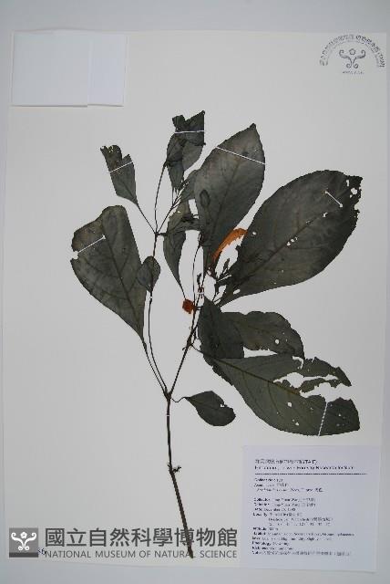 馬藍藏品圖，第1張