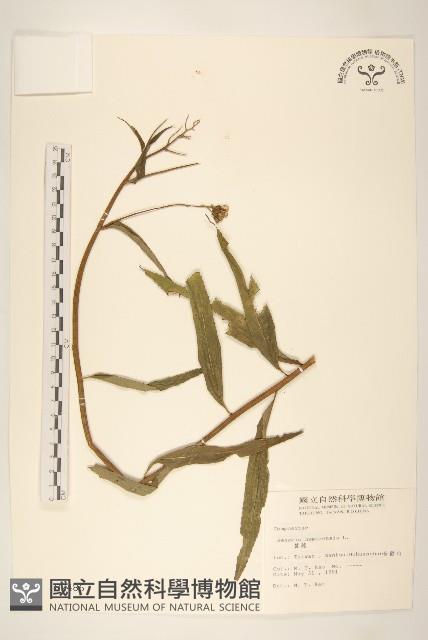 黃菀藏品圖，第1張