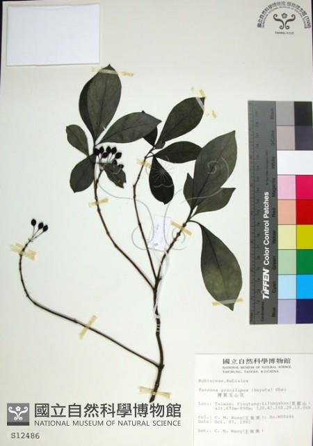 薄葉玉心花藏品圖，第1張