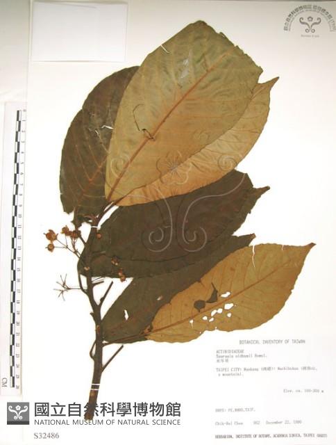 水冬瓜藏品圖，第1張