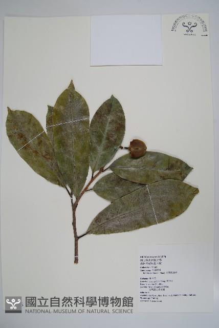 巴西番荔枝藏品圖，第1張