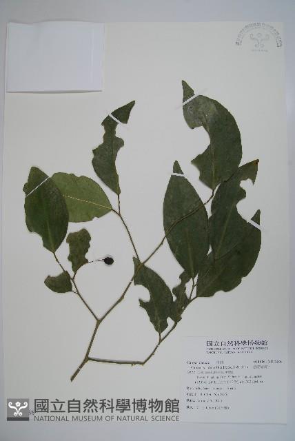 毛瓣蝴蝶木藏品圖，第1張