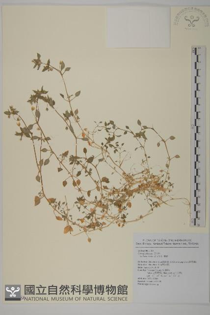 繁縷藏品圖，第1張