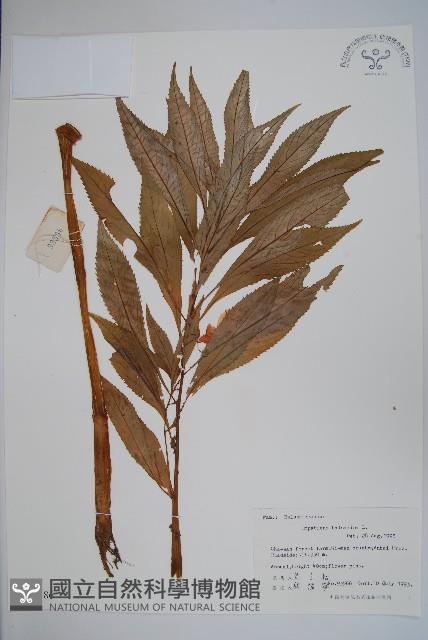 鳳仙花藏品圖，第1張